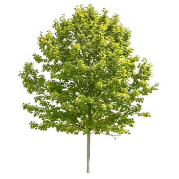 Platanus Acerifolia Isolated on Clear Background png