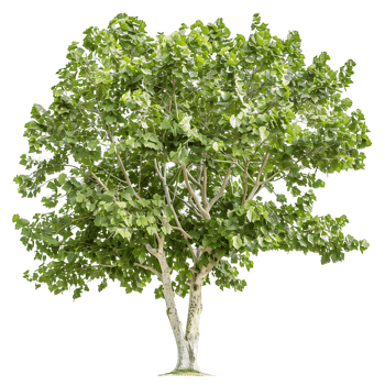 Platanus Acerifolia Tree Isolated on Transparent Cutout png