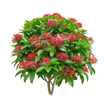 Ixora Taiwanensis Isolated on Transparent Background png