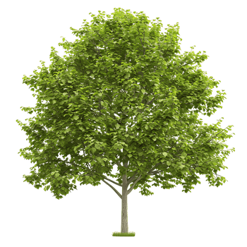 Platanus Acerifolia on Transparent Background png
