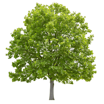 Platanus Acerifolia Tree on Transparent Background Cutout png