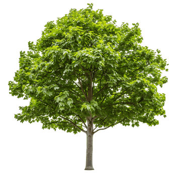 Platanus Acerifolia Tree Isolated on Clear Background png