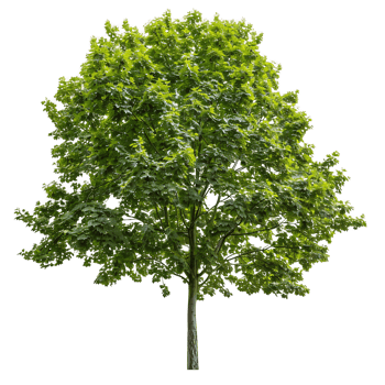 Platanus Acerifolia Isolated on Transparent Background png