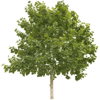 Platanus Acerifolia Tree on Clear Background Cutout png