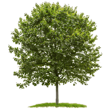 Platanus Acerifolia on Transparent Cutout png