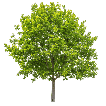 Platanus Acerifolia Tree Isolated on Clear Background png