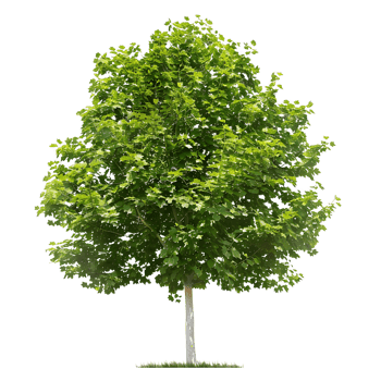 Platanus Acerifolia Tree Isolated on Transparent Background png