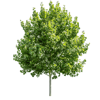 Platanus Acerifolia Tree Isolated on Clear Cutout png