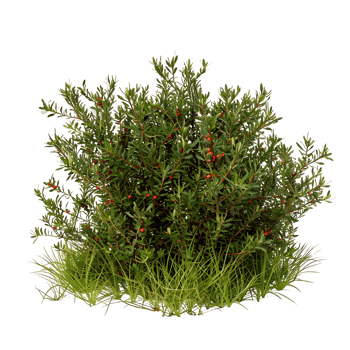 Empetrum Nigrum Bush Isolated on Clear Background png