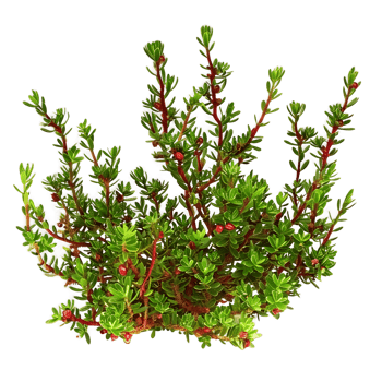 Empetrum Nigrum Isolated on Transparent Background png