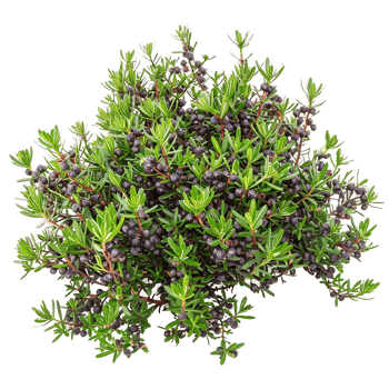 Empetrum Nigrum Bush with Transparent Background png