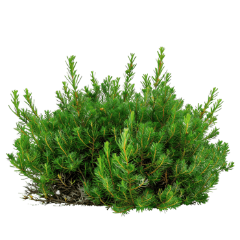 Empetrum Nigrum on Transparent Background png