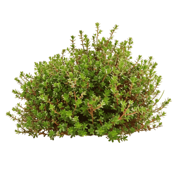 Empetrum Nigrum Bush on Transparent Background Cutout png