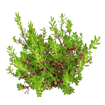 Empetrum Nigrum on Clear Background Cutout png