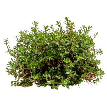 Empetrum Nigrum Bush on Clear Background png