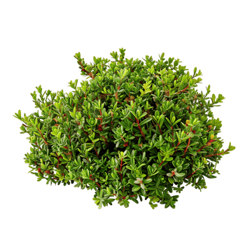 Empetrum Nigrum Bush with Clear Background png