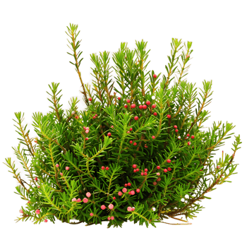 Empetrum Nigrum Bush Isolated on Transparent Background png
