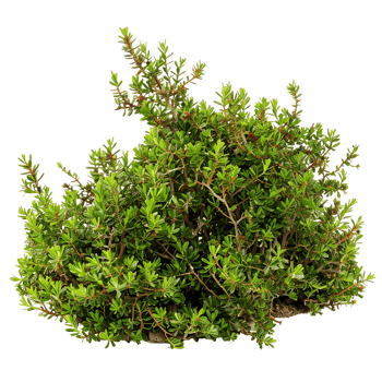 Empetrum Nigrum on Transparent Background png