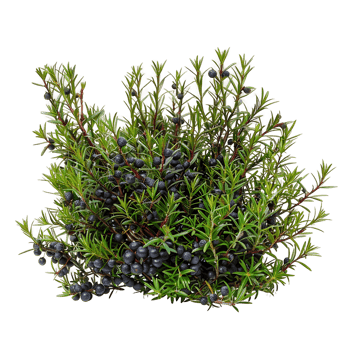 Empetrum Nigrum Bush Isolated on Transparent png
