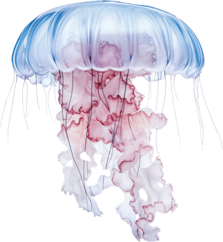 Jellyfish isolated on transparent background png