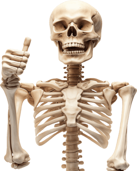 Human skeleton with thumb up hand pose png
