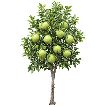 Guava Tree small green fruits and glossy dark green leaves Psidium guajava Final image png