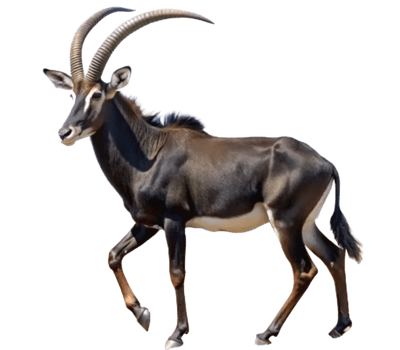 Large-horned black antelope- png