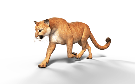 3d Illustration Portrait of Cougar Isolated Background with Clipping Path. png