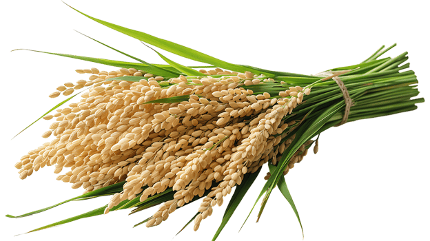 Fresh paddy on a transparent background png