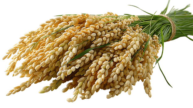 Fresh paddy on a transparent background png