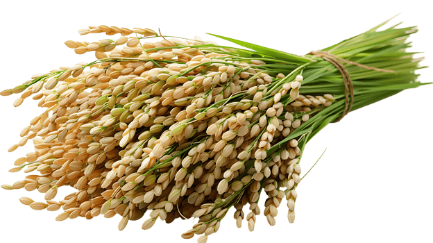 Fresh paddy on a transparent background png