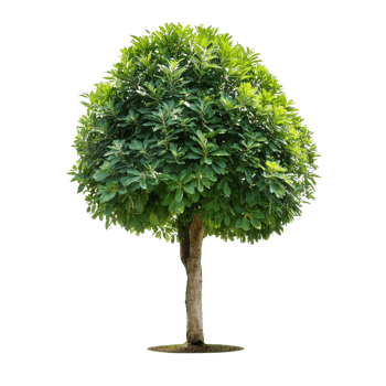 Tropical Serene Tree 3D Illustrations Cut on Transparent Background png