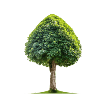 Tropical Serene Tree 3D Illustrations Cut on Transparent Background png