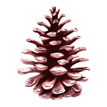 Pine cone, spruce side view monochrome in watercolor illustration . Hand drawn illustration of pine cone for design of Christmas letters, cards, invitations, wreaths. png