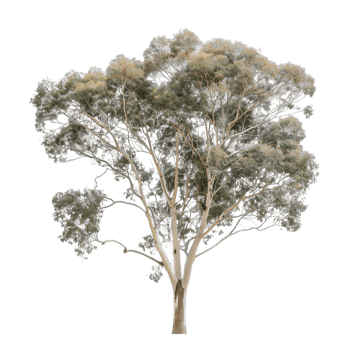 Eucalyptus Ovata Tree Isolated on Transparent Background png