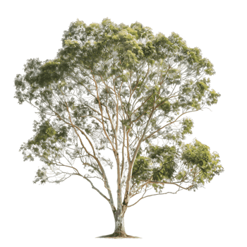 Eucalyptus Ovata Tree on Transparent Cutout png
