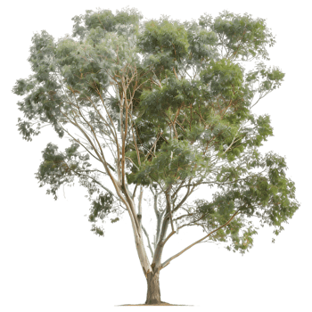 Eucalyptus Ovata Isolated on Transparent png