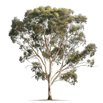 Eucalyptus Ovata Tree Isolated on Clear Cutout png