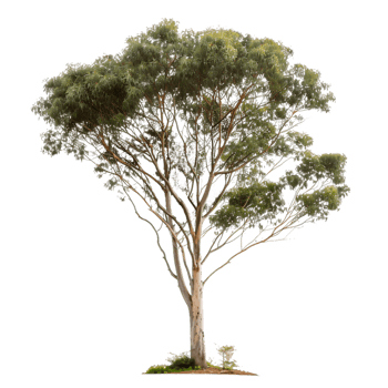 Eucalyptus Ovata Isolated on Transparent Background png
