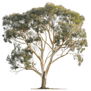 Eucalyptus Ovata Tree on Transparent Background Cutout png