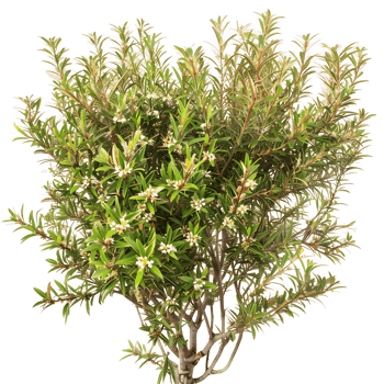 Leptospermum Petersonii Isolated on Transparent png