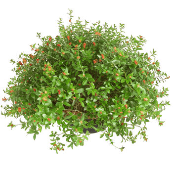 Nitraria Billardierei Bush with Red Flowers Cutout on Transparent png