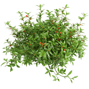 Nitraria Billardierei Bush with Red Flowers on Clear Background png