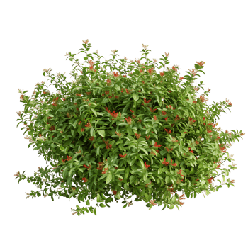 Nitraria Billardierei with Red Flowers Isolated on Clear Background png