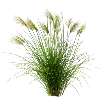 Poa Labillardieri Bush on Transparent Background png
