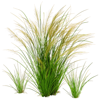 Poa Labillardieri Bush Cutout on Transparent png