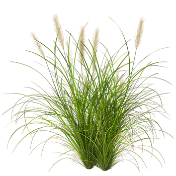 Poa Labillardieri Bush on Transparent Cutout png