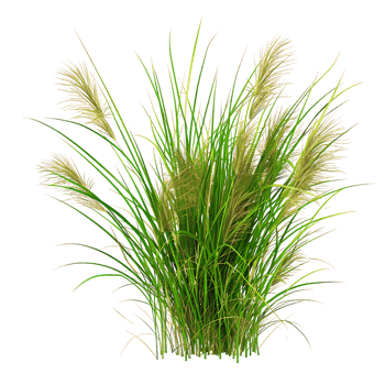 Poa Labillardieri on Transparent Background png