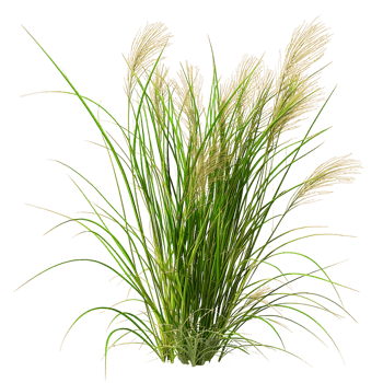 Poa Labillardieri Bush with Transparent Background png