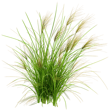 Poa Labillardieri on Clear Background png